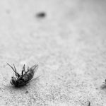 jasa-pest-control