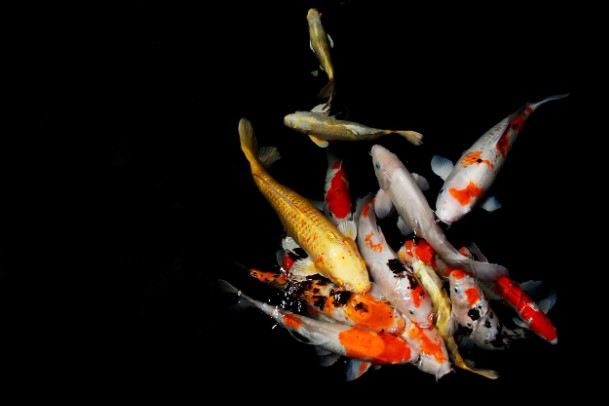 kolam-ikan-sederhana