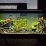 jasa-service-aquarium