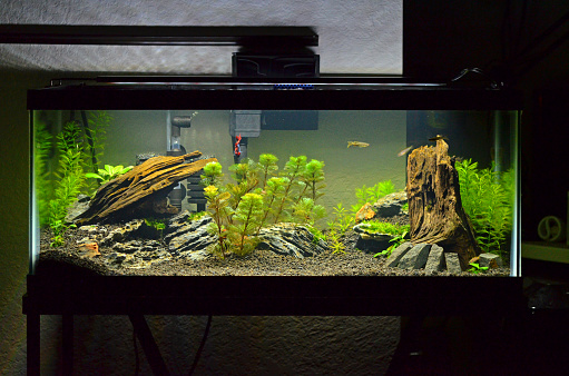 jasa-service-aquarium