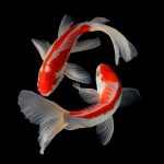 jenis-ikan-koi