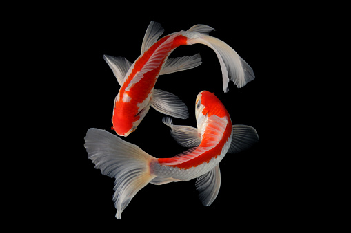 jenis-ikan-koi