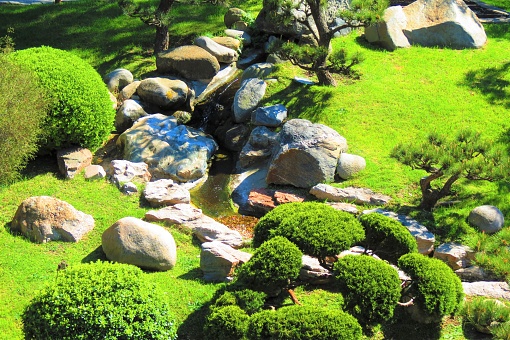 rumput-jepang-untuk-taman
