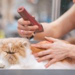 salon-kucing-terdekat