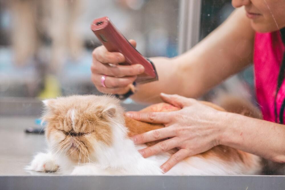 salon-kucing-terdekat