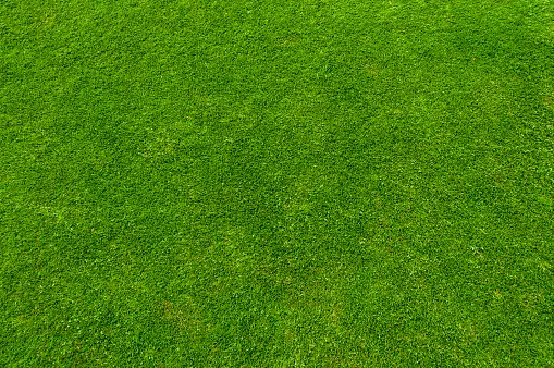 jasa-pemasangan-rumput