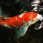 jenis ikan koi