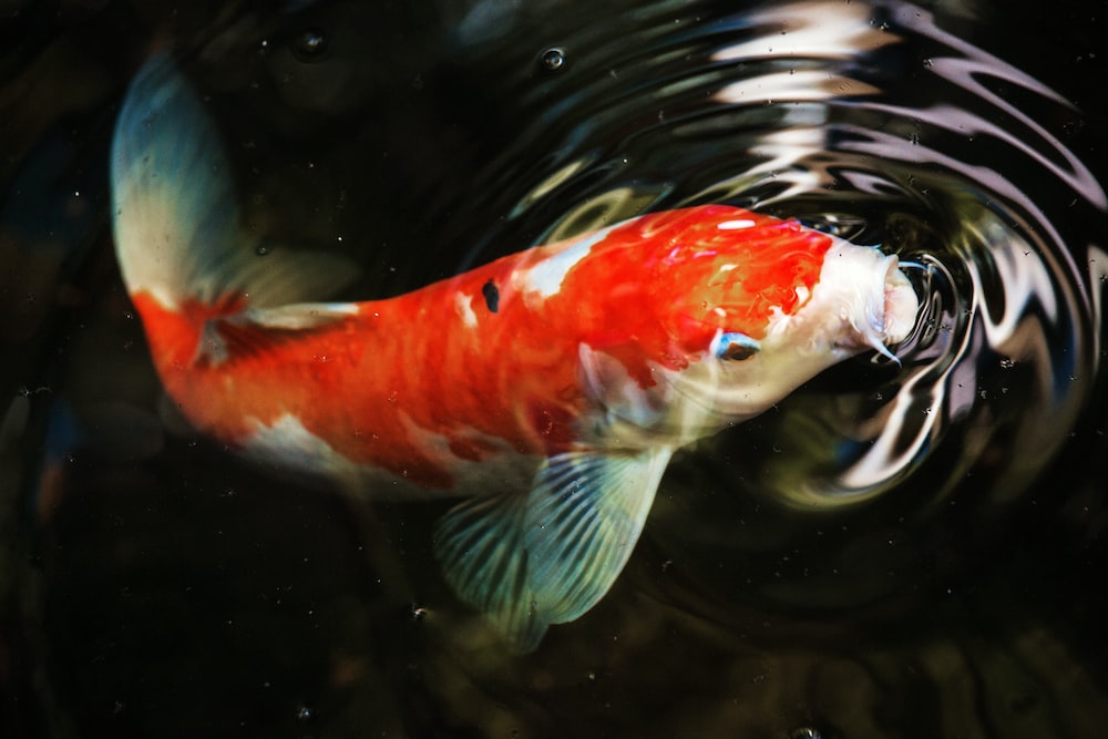 jenis ikan koi