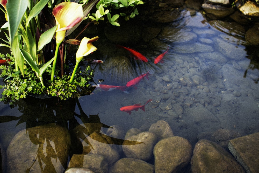 kolam-batu-alam-kecil