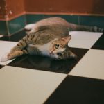 harga keramik berkualitas